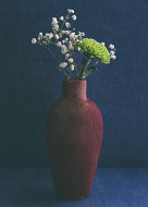 Gypsophila