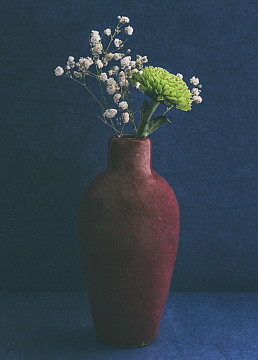 Gypsophila