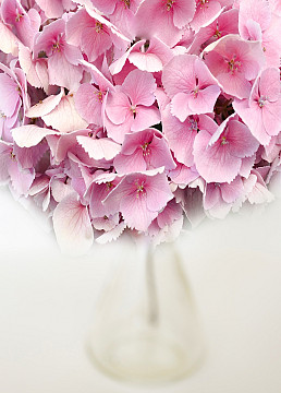 Hydrangea