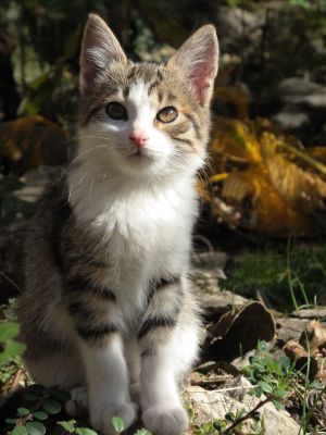 Nikon Coolpix P7000, 1/572 sec., f/4.5, ISO 100, шарена улична котка