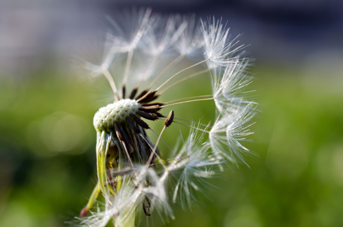 AF-S DX Micro NIKKOR 40 mm f/2.8G + Nikon D5100 примерни снимки, ревю, тест