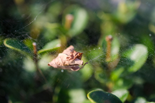 Nikon D5100 + AF-S DX Micro NIKKOR 40 mm f/2.8G тестови снимки, ревю