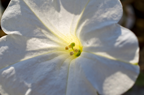 Nikon D5100 + AF-S DX Micro NIKKOR 40 mm f/2.8G тестови снимки, ревю