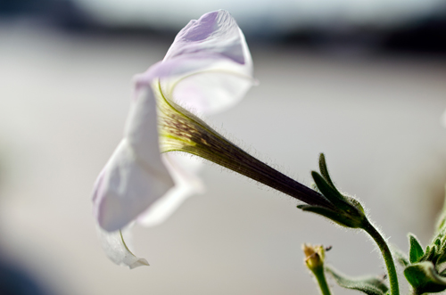 Nikon D5100 + AF-S DX Micro NIKKOR 40 mm f/2.8G тестови снимки, ревю