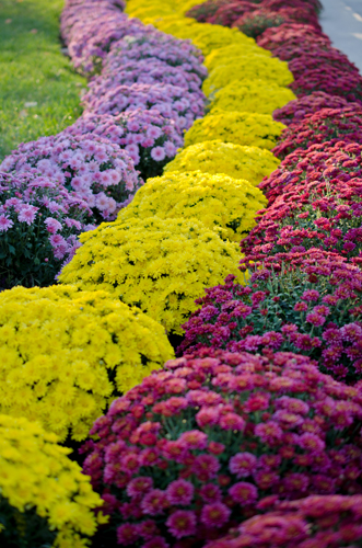 Nikon D5100 + AF-S DX Micro NIKKOR 40 mm f/2.8G тестови снимки, ревю